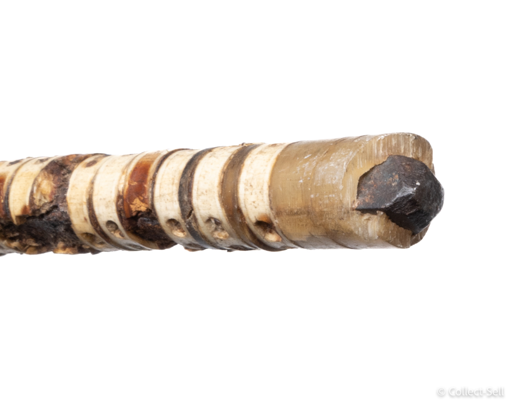 Antique Walking Stick Canne de cap Cap Hornier Shark Vertebrae Wood Pommel